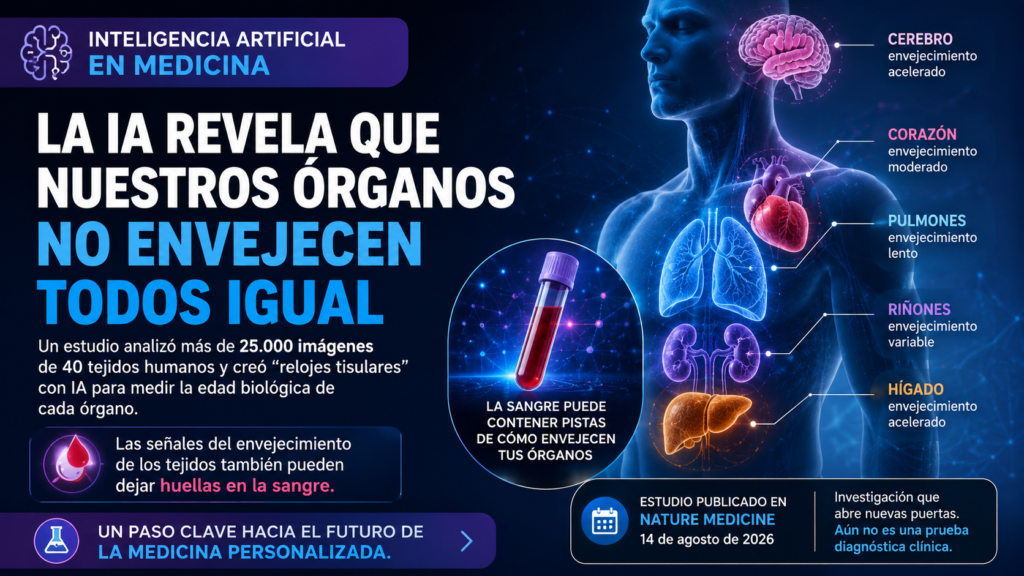 La IA revela que nuestros órganos no envejecen todos al mismo ritmo